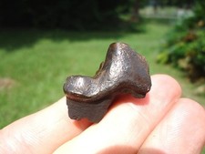 Rare dire wolf for sale  Tallahassee