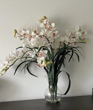 Large cymbidium orchids for sale  Aliso Viejo