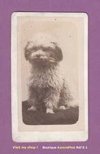 Chien cdv sitting d'occasion  Expédié en Belgium