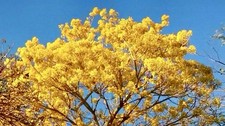 Yellow trumpet handroanthus for sale  Trabuco Canyon
