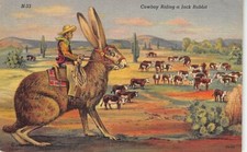 Postcard cowboy riding for sale  Tucson