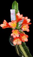 clivia plants for sale  Shipping to Ireland