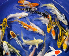 koi beautiful fish for sale  Wilkesboro