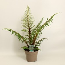 Cyathea highland lace gebraucht kaufen  Wurzen