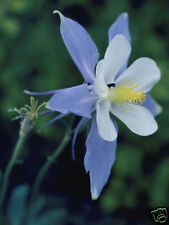 Aquilegia caerulea columbine for sale  SALISBURY