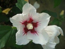Suttons hibiscus syriacus for sale  PAIGNTON