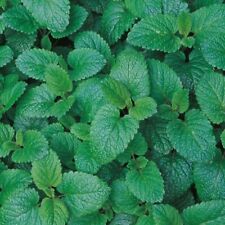 Lemon balm seeds for sale  PEEBLES