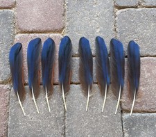 Macaw feathers blue for sale  Chandler