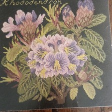 Elizabeth bradley rhododendron for sale  OSWESTRY