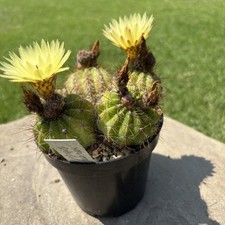Notocactus ottonis cactus for sale  Shipping to Ireland