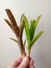 Bromeliad neoregelia rubrifoli for sale  LONDON