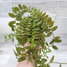Solanum evolvulifolium fern for sale  Reseda