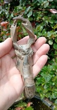 Rare fossil lobster for sale  WREXHAM