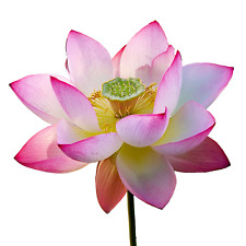 Graines lotus sacré d'occasion  Clermont-Ferrand-