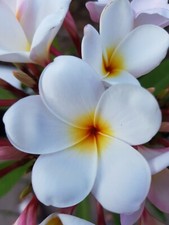 Frangipani plumeria mine gebraucht kaufen  Pfaffenhofen a.d.Ilm