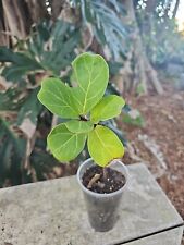 Fiddle leaf fiddleleaf for sale  Englewood
