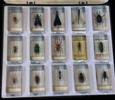 Preserved insects spiders for sale  EVESHAM