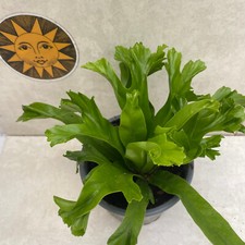 Asplenium nidus crispy for sale  LIVERPOOL