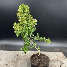 Firethorn pyracantha bonsai for sale  HULL