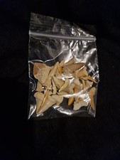 Fossilised sharks teeth for sale  UK