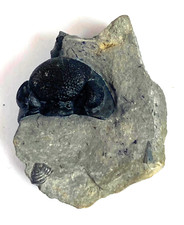 Trilobit buffalo usa gebraucht kaufen  Wanfried