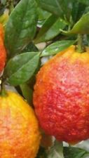Pianta limone rosso usato  Altamura