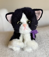 Kitty kitty kittens for sale  Fishers