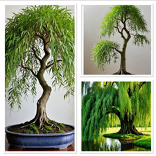 Golden weeping willow for sale  GLOUCESTER