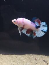 Male hmpk koi for sale  Stanton