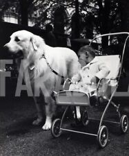 Vintage cani 1961 usato  Roma