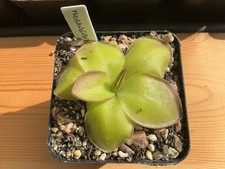 pinguicula for sale pinguicula for sale ROTHERHAM