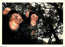 Animaux singes collection d'occasion Animaux singes collection d'occasion  Fruges