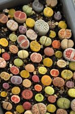 Lithops rare living for sale  BIRMINGHAM