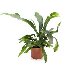 Platycerum bifurcatum staghorn for sale  CREDITON