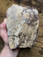Huge triceratops skull for sale  MAIDSTONE