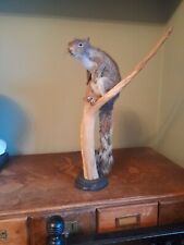 Taxidermy small stoat for sale  KINGSWINFORD