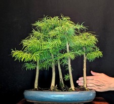 Bonsai goldlärche wald gebraucht kaufen  Bielefeld
