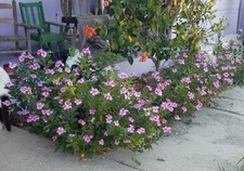Bulk vinca 3000 for sale  Winter Haven