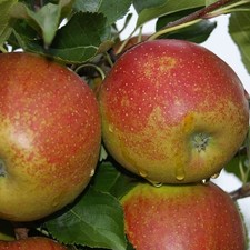 Apfelbaum wellant buschbaum gebraucht kaufen  Quakenbrück