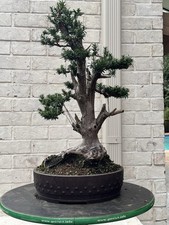 Japanese yew bonsai for sale  Germantown