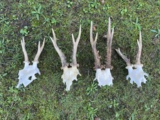 Real roe deer for sale Real roe deer for sale  UK