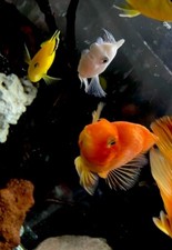 Cichlids blood red for sale  Chardon