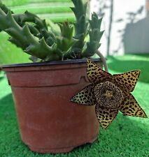 Stapelia variegata orbea d'occasion  Aire-sur-l'Adour