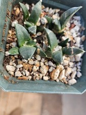 Ariocarpus seedlings shown for sale  Sanger