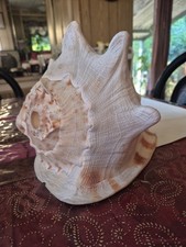 Large conch sea for sale  Valley Center