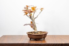 Bonsai development european for sale  DERBY