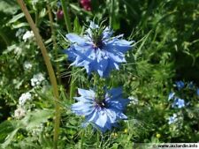 120 graines nigelle d'occasion  Plaisance-du-Touch