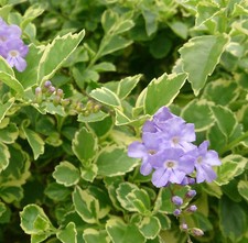 Duranta variegata variegated for sale  Wauchula