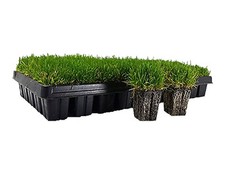Zoysia plugs large for sale  Magnolia