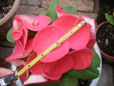 Euphorbia Milii CHOMPO SETHEE Coroa de Espinhos Corona de Cristo Flor Gigante VENDA comprar usado  Enviando para Brazil